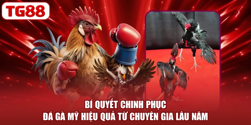 Bí quyết chinh phục đá gà Mỹ hiệu quả từ chuyên gia lâu năm