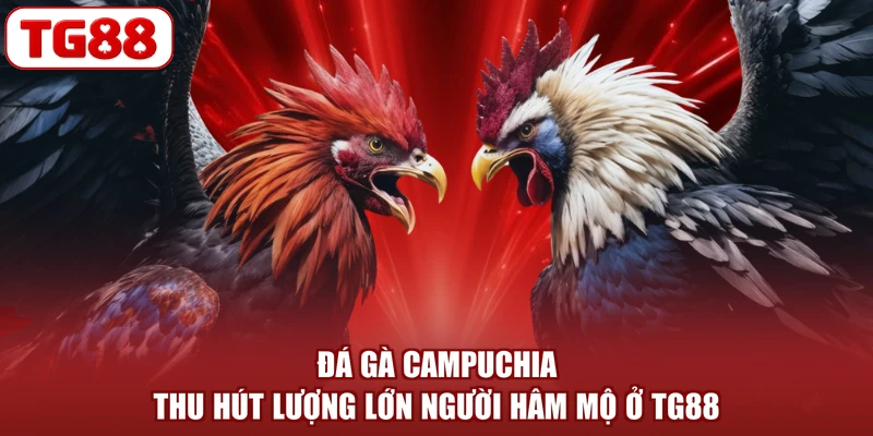 Đá gà Campuchia thu hút lượng lớn người hâm mộ ở TG88