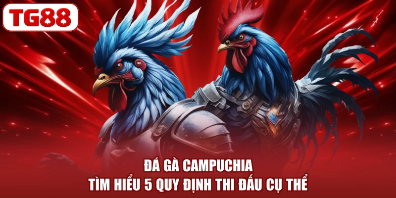 Đá Gà Campuchia - Tìm Hiểu 5 Quy Định Thi Đấu Cụ Thể