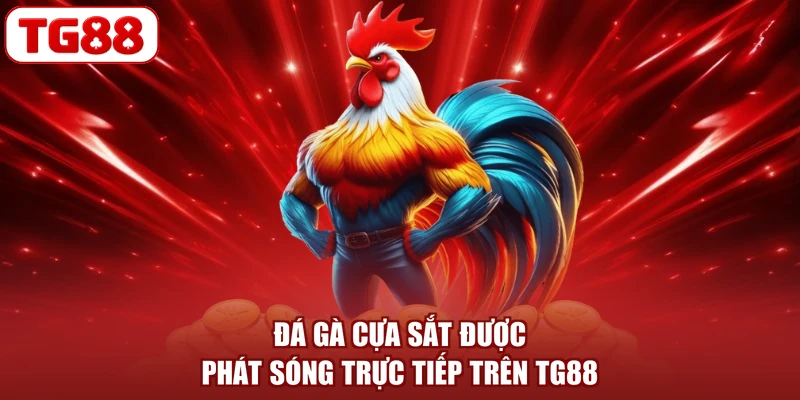 Đá gà cựa sắt được phát sóng trực tiếp trên TG88