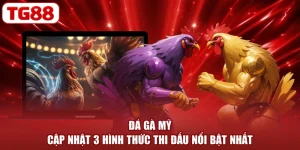 Đá Gà Mỹ - Cập Nhật 3 Hình Thức Thi Đấu Nổi Bật Nhất