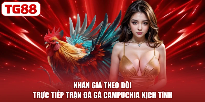 Khán giả theo dõi trực tiếp trận đá gà Campuchia kịch tính