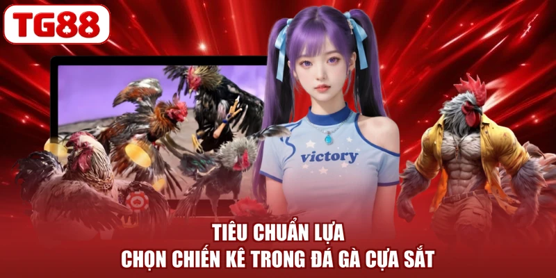 Tiêu chuẩn lựa chọn chiến kê trong đá gà cựa sắt